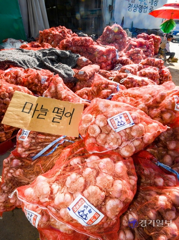 공급 과잉으로 경기도 등 전국의 마늘가격이 폭락한 1일 오후 수원농수산물도매시장에서 상인이 잔뜩 쌓인 마늘을 헐값에 팔고 있다. 조주현기자