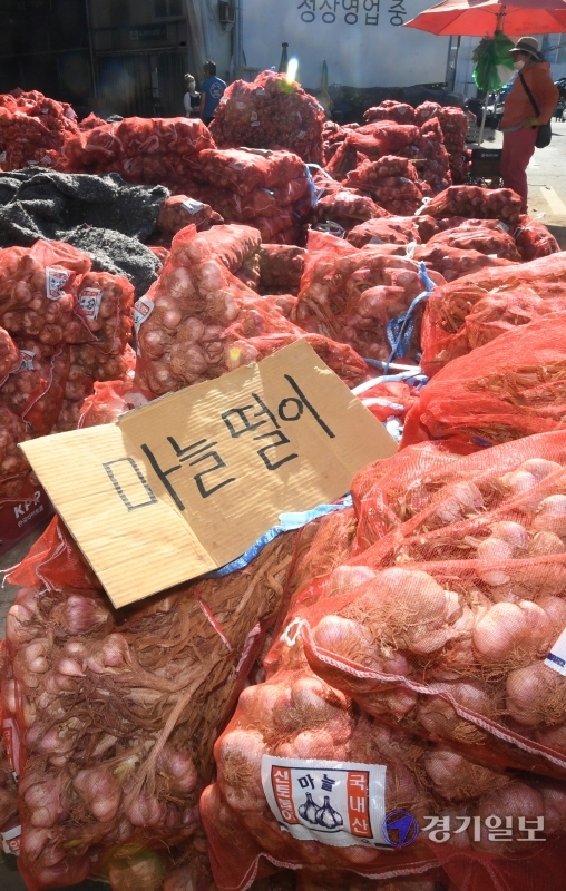 공급 과잉으로 경기도 등 전국의 마늘가격이 폭락한 1일 오후 수원농수산물도매시장에서 상인이 잔뜩 쌓인 마늘을 헐값에 팔고 있다. 조주현기자