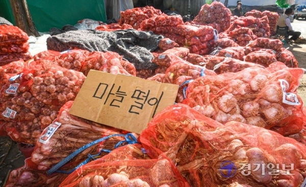 공급 과잉으로 경기도 등 전국의 마늘가격이 폭락한 1일 오후 수원농수산물도매시장에서 상인이 잔뜩 쌓인 마늘을 헐값에 팔고 있다. 조주현기자