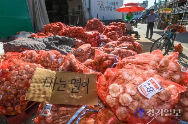 공급 과잉으로 경기도 등 전국의 마늘가격이 폭락한 1일 오후 수원농수산물도매시장에서 상인이 잔뜩 쌓인 마늘을 헐값에 팔고 있다. 조주현기자