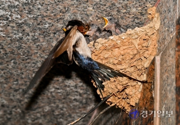 2일 오후 하남시 신장동의 한 상가에 둥지를 튼 어미제비가 새끼들에게 부지런히 먹이를 물어다 주고 있다. 한 주민은 “매년 이곳을 찾아오는 제비들을 볼때마다 반갑다”고 말했다. 윤원규기자