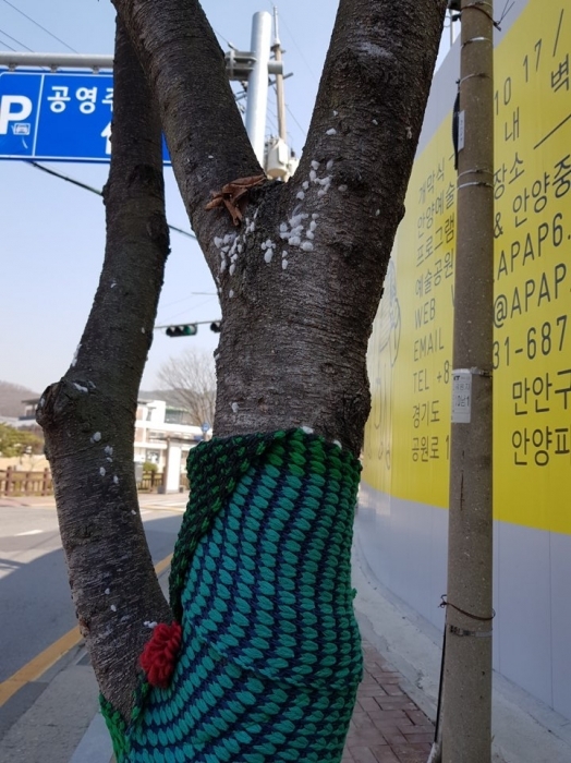 안양시가 겨울철 도시미관을 위해 ‘털실 옷 가로수길 조성사업’을 추진했으나, 거미류로 보이는 유충집이 발견돼 가로수에 해를 끼치고 있다는 지적이 나오고 있다.