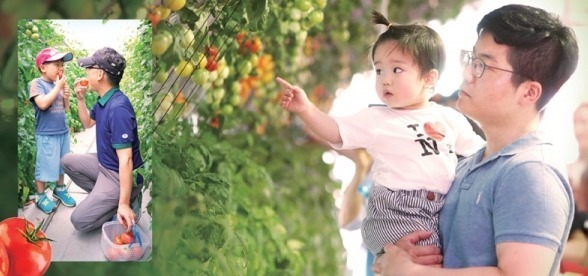 광주시는 코로나19 확산 방지를 위해 올해 6월 개최 예정이었던 ‘퇴촌토마토축제’ 대신 ‘토마토 팔아주기 운동’을 진행하기로 했다. 사진은 지난해 퇴촌토마토축제에 방문한 방문객들이 토마토 축제를 즐기고 있는 모습. 광주시 제공
