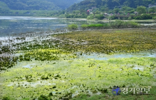 17일 오후 녹조가 발생한 군포 반월호수 일대가 심한 악취와 함께 초록빛으로 물들어 있다. 김시범기자