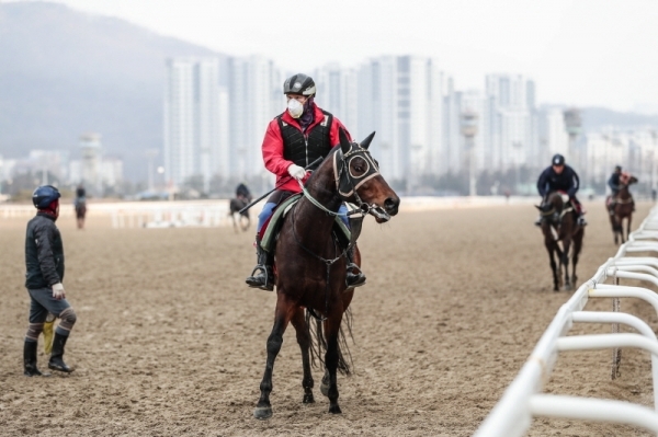 경마장 휴장에도 경주마가 훈련에 매진하고 있다. 한국마사회는 오는 19일부터 고객을 입장시키지 않고 경마를 재개한다. 한국마사회 제공