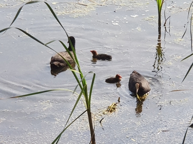 왕송호수 물닭(Fulica atra) 가족나들이. 의왕시