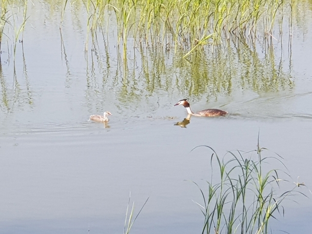 왕송호수 뿔논병아리(Podiceps cristatus) 가족나들이. 의왕시