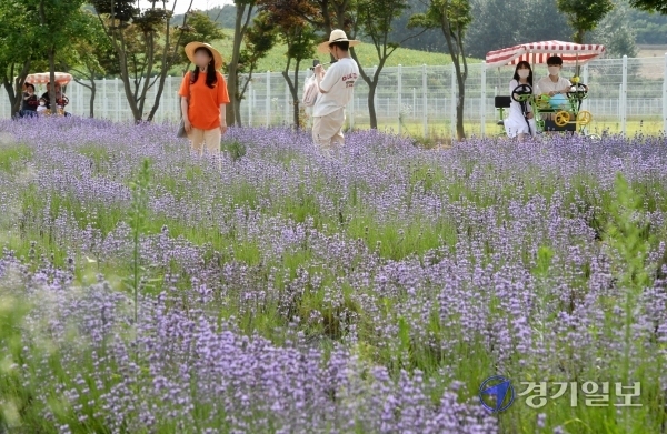 장마가 소강상태를 보이면서 무더위가 찾아 온 27일 오후 주말을 맞아 안성 팜랜드를 찾은 나들이객들이 보라색으로 활짝 핀 라벤더꽃 물결을 감상하고 있다. 김시범기자