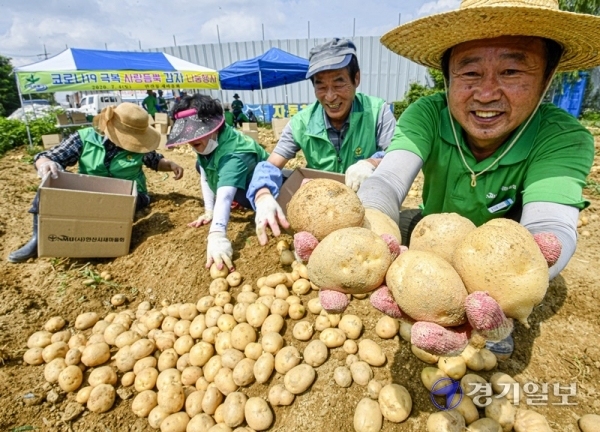 4일 오전 안산시 한 감자밭에서 열린 '코로나19 극복 사랑듬뿍 감자 나눔행사'에서 안산동 새마을협의회 및 부녀회 회원들이 감자를 수확하고 있다. 이번 행사로 수확한 감자 140박스는 코로나19로 어려움을 겪고 있는 이웃들과 경로당 등에 지원된다.조주현기자