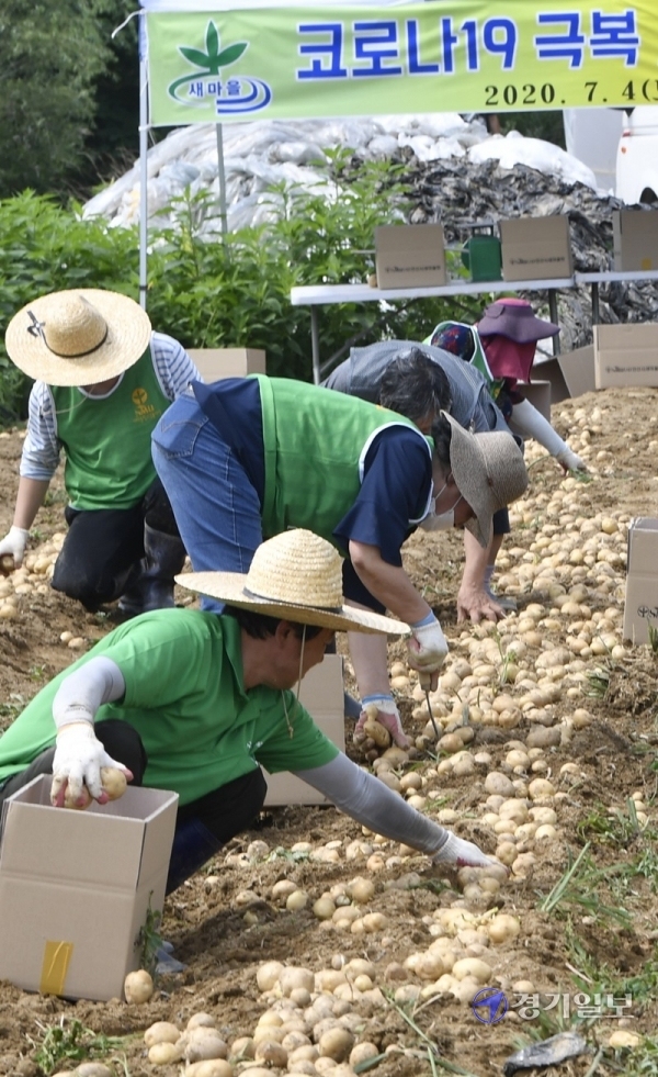 4일 오전 안산시 한 감자밭에서 열린 '코로나19 극복 사랑듬뿍 감자 나눔행사'에서 안산동 새마을협의회 및 부녀회 회원들이 감자를 수확하고 있다. 이번 행사로 수확한 감자 140박스는 코로나19로 어려움을 겪고 있는 이웃들과 경로당 등에 지원된다.조주현기자