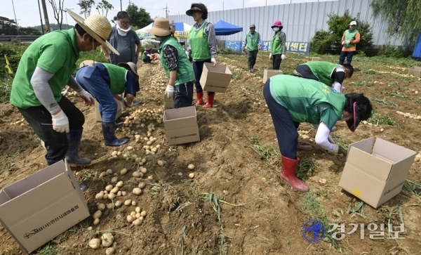 4일 오전 안산시 한 감자밭에서 열린 '코로나19 극복 사랑듬뿍 감자 나눔행사'에서 안산동 새마을협의회 및 부녀회 회원들이 감자를 수확하고 있다. 이번 행사로 수확한 감자 140박스는 코로나19로 어려움을 겪고 있는 이웃들과 경로당 등에 지원된다.조주현기자