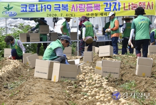 4일 오전 안산시 한 감자밭에서 열린 '코로나19 극복 사랑듬뿍 감자 나눔행사'에서 안산동 새마을협의회 및 부녀회 회원들이 감자를 수확하고 있다. 이번 행사로 수확한 감자 140박스는 코로나19로 어려움을 겪고 있는 이웃들과 경로당 등에 지원된다.조주현기자
