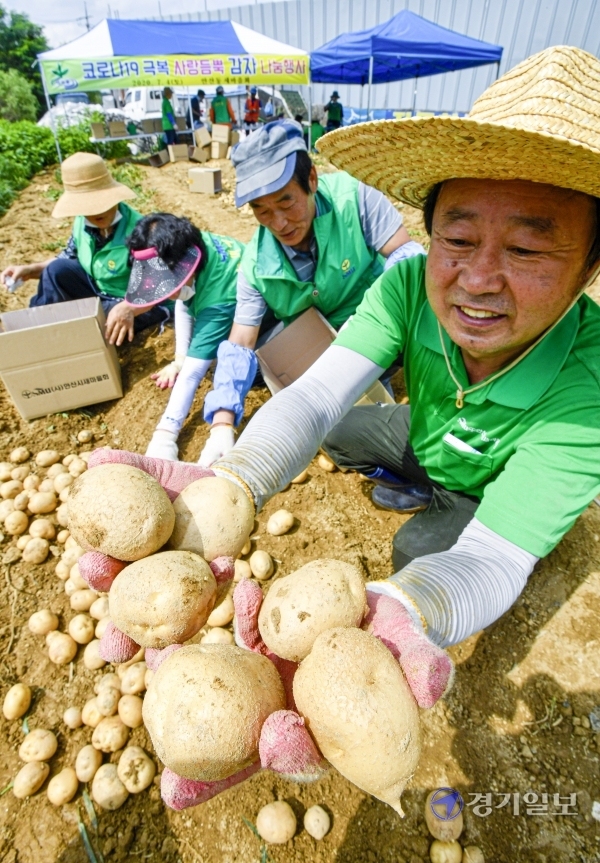 4일 오전 안산시 한 감자밭에서 열린 '코로나19 극복 사랑듬뿍 감자 나눔행사'에서 안산동 새마을협의회 및 부녀회 회원들이 감자를 수확하고 있다. 이번 행사로 수확한 감자 140박스는 코로나19로 어려움을 겪고 있는 이웃들과 경로당 등에 지원된다.조주현기자