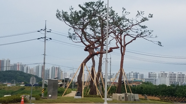 ▲ 나진지구3