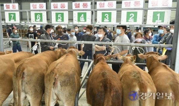 한우가격 급등 코로나19로 여파로 축산물 수요가 증가하면서 한우 가격이 큰폭으로 오른 가운데 8일 오전 파주시 파주연천축협 한우경매시장에서 경매사들이 소를 살펴보고 있다. 이 날 경매를 진행한 진길상 경매사(67)는 “오랫동안 축산업계에 있었지만 소 값이 이만큼 오른적이 없었다”고 말했다.   조주현기자