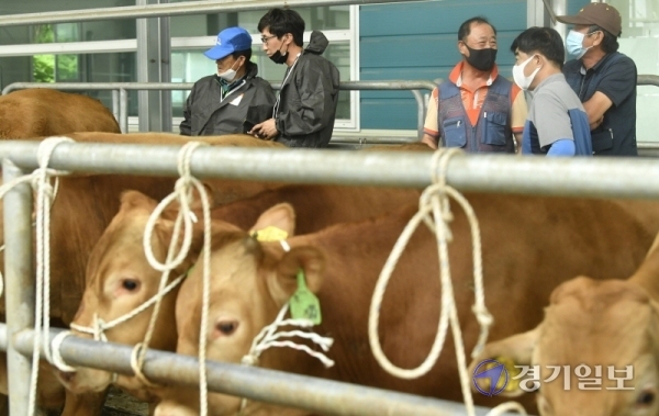 한우가격 급등 코로나19로 여파로 축산물 수요가 증가하면서 한우 가격이 큰폭으로 오른 가운데 8일 오전 파주시 파주연천축협 한우경매시장에서 경매사들이 소를 살펴보고 있다. 이 날 경매를 진행한 진길상 경매사(67)는 “오랫동안 축산업계에 있었지만 소 값이 이만큼 오른적이 없었다”고 말했다.   조주현기자