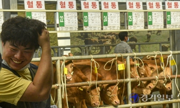 한우가격 급등 코로나19로 여파로 축산물 수요가 증가하면서 한우 가격이 큰폭으로 오른 가운데 8일 오전 파주시 파주연천축협 한우경매시장에서 경매사들이 소를 살펴보고 있다. 이 날 경매를 진행한 진길상 경매사(67)는 “오랫동안 축산업계에 있었지만 소 값이 이만큼 오른적이 없었다”고 말했다.   조주현기자