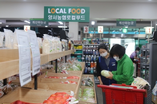 ▲13일 양서농협 하나포마트 내에 마련된 로컬푸드 매대에서 소비자가 당일 수확한 양배추를 고르고 있다.