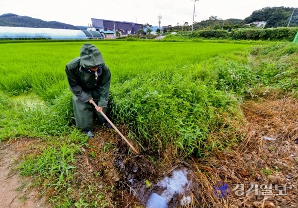 경기도 대부분 지역에 많은비가 내린 13일 오후 양주시 장흥면의 논에서 농부가 물길을 트고 있다. 윤원규기자