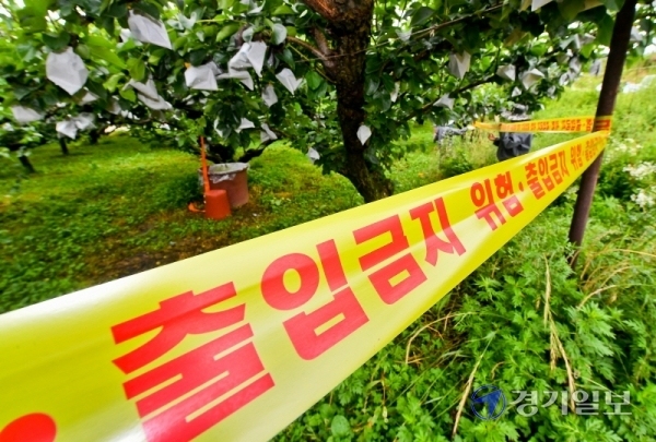 14일 오전 안성시 서운면의 과수화상병 발생 의심농가에서 시 농업기술연구원 관계자들이 시료를 채취하고 있다.  사과, 배 나무의 잎·꽃·가지·과일 등이 검거나 붉게 마르는 과수화상병은 치료제가 없어 농장 내 나무 중 5%이상 발병시 모든 나무를 매몰 처리하며, 올해에만 경기지역 농장 66곳에서 발병했다.  윤원규기자