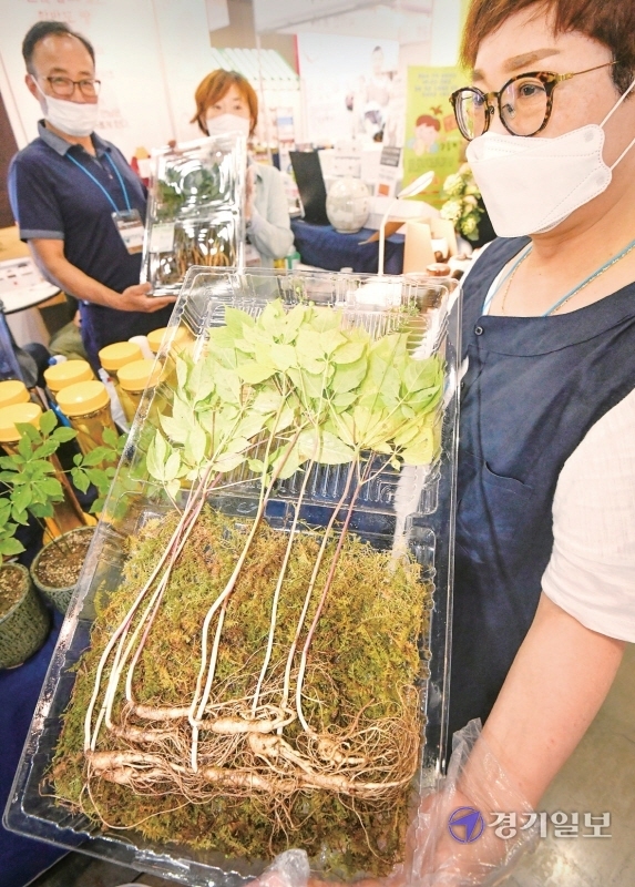 고양시 ‘자연보담’ 관계자가 산삼을 홍보하고 있다.