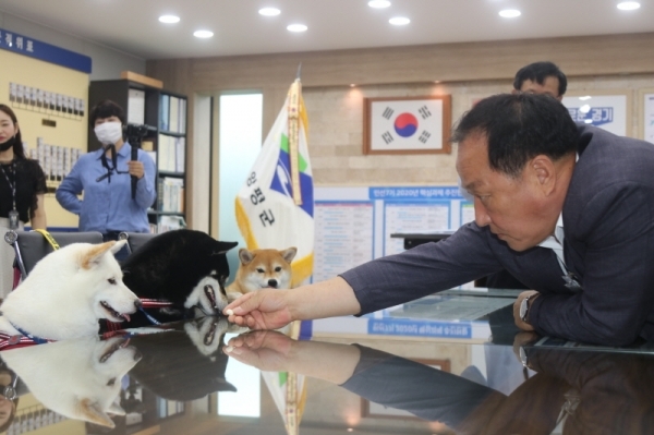 정동균 양평군수가 양평군 최초로 동물 홍보대사로 위촉된 세마리 시바견에게 답례로 간식을 주고 있다.