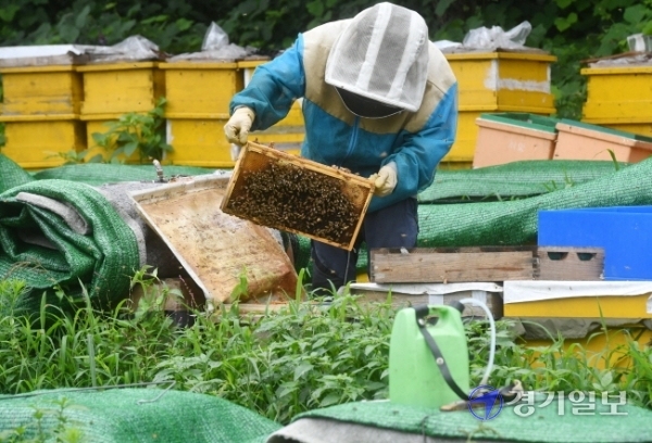 장맛비가 계속된 28일 오후 수원시 하광교동 양봉농장에서 주인 이대홍씨가 꿀벌에 먹이를 주며 상태를 살피고 있다. 이 씨는 “긴 장마로 벌들이 먹이활동을 제대로 못해 집단폐사할 수도 있다”며 “올해는 봄부터 냉해가 심해 경기지역 벌꿀 생산량이 작년대비 30% 밖에 안된다”고 말했다. 김시범기자