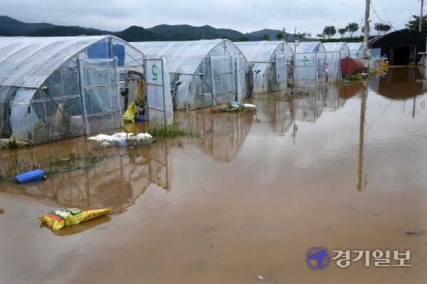 경기도 등 전국에 폭우가 쏟아진 30일 오전 홍수경보가 내려진 여주시 점동면 원부리 청미천 주변 농경지 및 하우스 등이 침수돼 온통 물바다로 변해있다. 김시범기자
