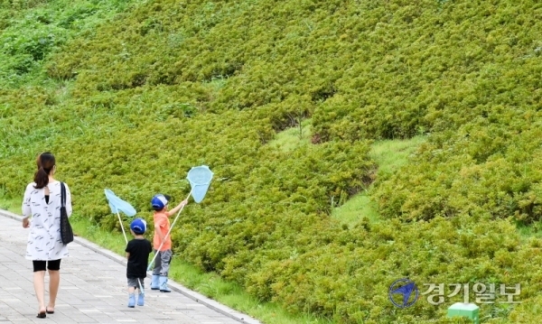 장맛비가 그친 30일 오후 인천시 서구 경명공원을 찾은 아이들이 즐거운 모습으로 잠자리를 잡고 있다. 장용준 기자
