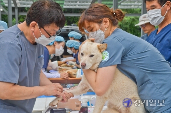 9일 오전 경기도수의사회, 연천군수의사회 소속 수의사들이 연천군 미산면의 사설 유기견보호시설에서 보호중인 80여마리 유기견에게 중성화수술, 예방접종 등 의료봉사를 진행하고 있다. 이성식 경기도수의사회장은 