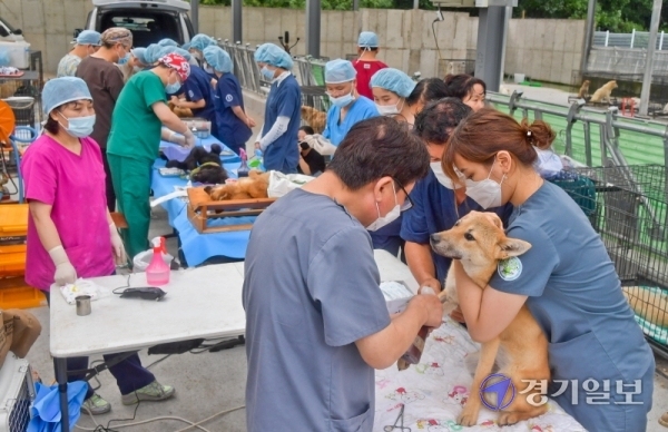 9일 오전 경기도수의사회, 연천군수의사회 소속 수의사들이 연천군 미산면의 사설 유기견보호시설에서 보호중인 80여마리 유기견에게 중성화수술, 예방접종 등 의료봉사를 진행하고 있다. 이성식 경기도수의사회장은 