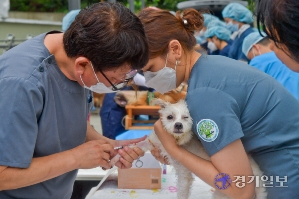 9일 오전 경기도수의사회, 연천군수의사회 소속 수의사들이 연천군 미산면의 사설 유기견보호시설에서 보호중인 80여마리 유기견에게 중성화수술, 예방접종 등 의료봉사를 진행하고 있다. 이성식 경기도수의사회장은 