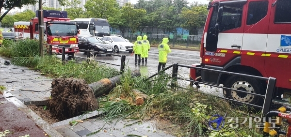 3일 오전 7시29분께 태풍 마이삭의 영향으로 수원시 장안구 천천동 일대에서 가로수가 도로 위로 쓰러졌다. 장희준기자