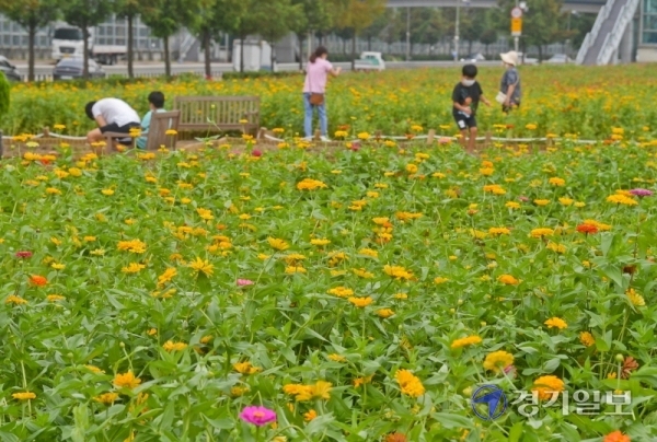 수도권 온도가 25도 내외로 가을이 성큼 다가온 11일 오전 오산시 수청동 일원 유휴지에 피어난 백일홍 꽃밭을 시민들이 거닐고 있다. 윤원규기자