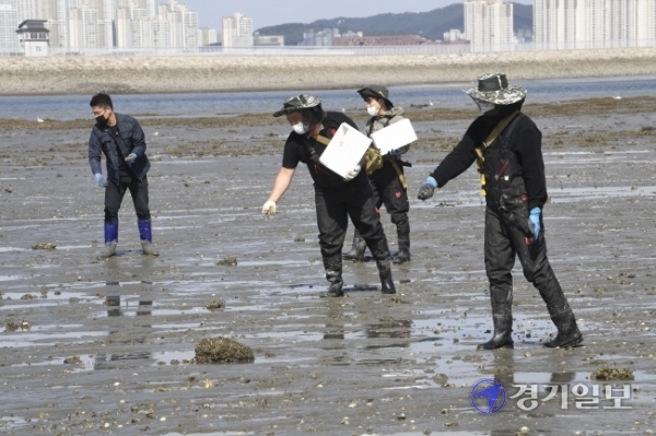어린 바지락 방류 경기도 해양수산자원연구소 관계자들이 5일 오전 시흥시 오이도 갯벌에서 바지락 어린조개(치패)를 방류하고 있다. 연구소는 올해부터 ‘풍요로운 경기바다 만들기’를 위해 주꾸미, 바지락 등의 유용수산종자 자원조성 사업을 시작했다.  조주현기자