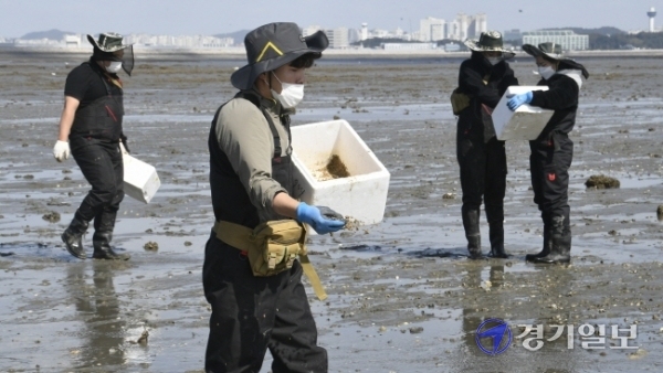 어린 바지락 방류 경기도 해양수산자원연구소 관계자들이 5일 오전 시흥시 오이도 갯벌에서 바지락 어린조개(치패)를 방류하고 있다. 연구소는 올해부터 ‘풍요로운 경기바다 만들기’를 위해 주꾸미, 바지락 등의 유용수산종자 자원조성 사업을 시작했다.  조주현기자