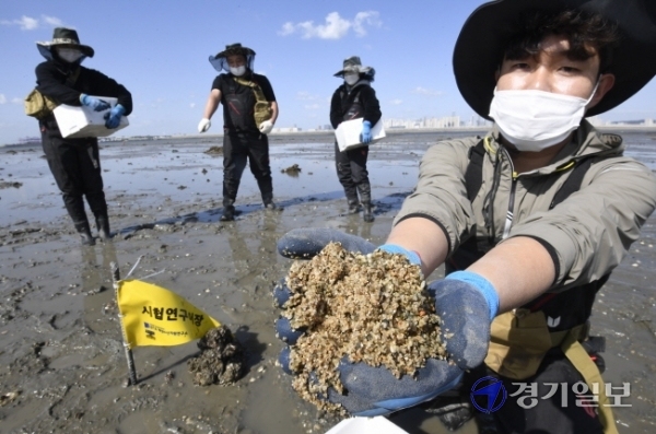 어린 바지락 방류 경기도 해양수산자원연구소 관계자들이 5일 오전 시흥시 오이도 갯벌에서 바지락 어린조개(치패)를 방류하고 있다. 연구소는 올해부터 ‘풍요로운 경기바다 만들기’를 위해 주꾸미, 바지락 등의 유용수산종자 자원조성 사업을 시작했다.  조주현기자