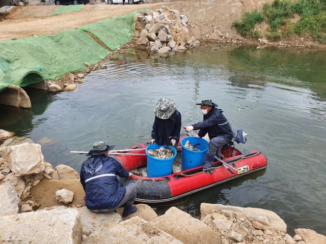 김포시 등 관계당국이 김포시 나진포천 일대에서 폐사된 물고기 수거 작업을 벌이고 있는 모습. 김포시 제공