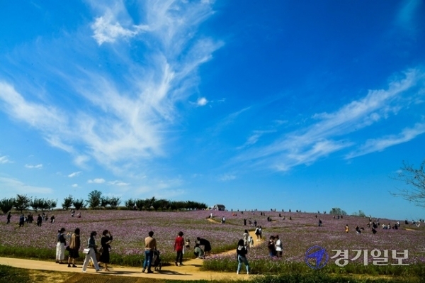 9일 오전 주말을 맞아 안성팜랜드를 찾은 시민들이 파란 가을하늘 아래서 코스모스를 즐기고 있다. 윤원규 기자