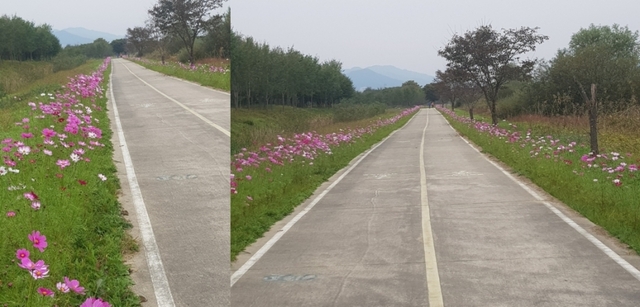 광주시 팔당물안개공원 둘레길 코스모스 만개 눈길