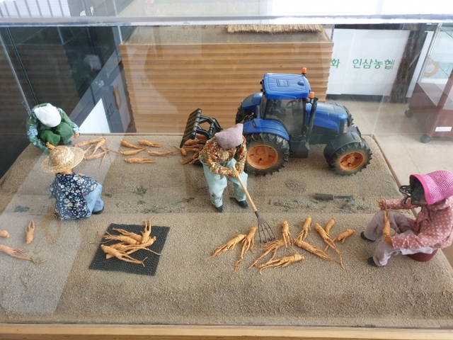 인삼 수확 장면(모형)