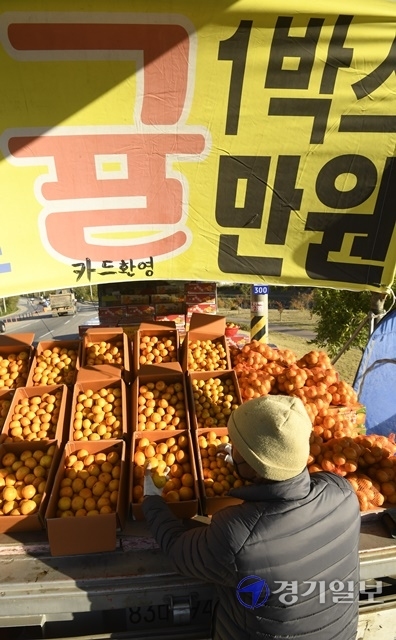 때이른 가을 추위가 이어진  24일 오후 화성시 한 노점에서 상인이 제철맞은 귤을 정리하고 있다. 조주현 기자