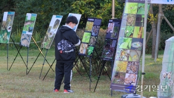 맹꽁이 생명축제. 사진=박명호
