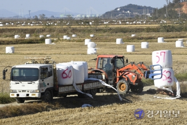 경기지역 벼 수확이 마무리되고 있는 가운데 25일 오후 추수가 끝난 화성시 서신면 한 들녘에서 농부가 겨울철 소 먹이로 사용할 ‘볏짚 원형 곤포 사일리지’를 정리하고 있다. 조주현기자