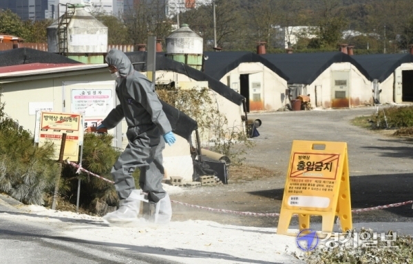 용인시에서 H5N8형 고병원성 조류인플루엔자(AI) 바이러스가 검출된 가운데 29일 오후 용인시 백암면 청미천 인근 양계농가에서 용인축산농협 관계자가 차량 출입을 통제하고 있다. 조주현기자