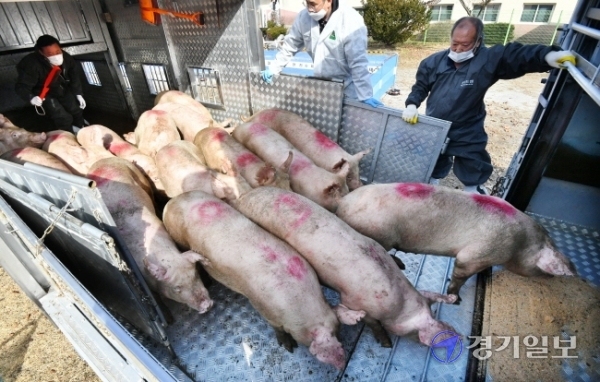 지난해 9월 아프리카돼지열병(ASF) 발생으로 살처분 당했던 경기도내 양돈농가들의 재입식이 시작됐다. 24일 오전 이천시 마장면 대한양돈협회 공인종돈능력검정소에서 연천지역 양돈농가 관계자들이 재입식을 위해 돼지를 환적하고 있다. 김시범기자