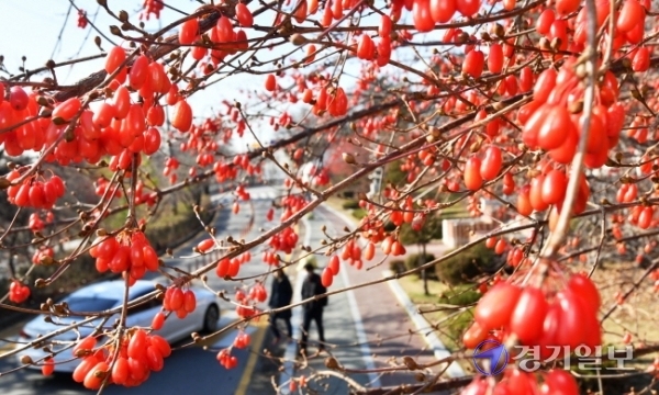 영상의 기온을 되찾은 1일 오후 수원시 중앙도서관 앞 산수유나무에 붉은 산수유열매가 주렁주렁 열려 시민들의 눈길을 끌고 있다. 산수유열매는 차 또는 술에 담가 강장제로 사용한다. 김시범기자
