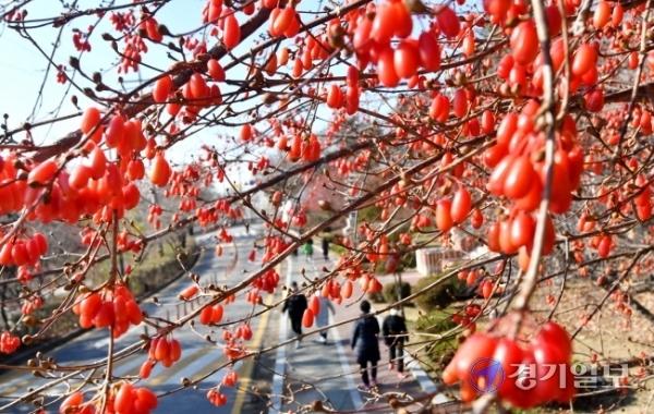 영상의 기온을 되찾은 1일 오후 수원시 중앙도서관 앞 산수유나무에 붉은 산수유열매가 주렁주렁 열려 시민들의 눈길을 끌고 있다. 산수유열매는 차 또는 술에 담가 강장제로 사용한다. 김시범기자