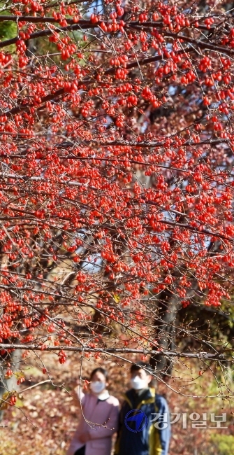 영상의 기온을 되찾은 1일 오후 수원시 중앙도서관 앞 산수유나무에 붉은 산수유열매가 주렁주렁 열려 시민들의 눈길을 끌고 있다. 산수유열매는 차 또는 술에 담가 강장제로 사용한다. 김시범기자