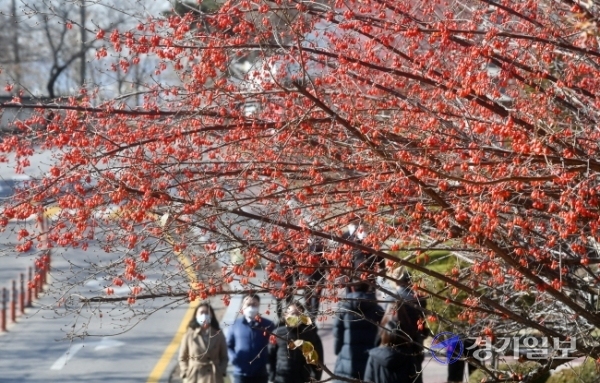 영상의 기온을 되찾은 1일 오후 수원시 중앙도서관 앞 산수유나무에 붉은 산수유열매가 주렁주렁 열려 시민들의 눈길을 끌고 있다. 산수유열매는 차 또는 술에 담가 강장제로 사용한다. 김시범기자